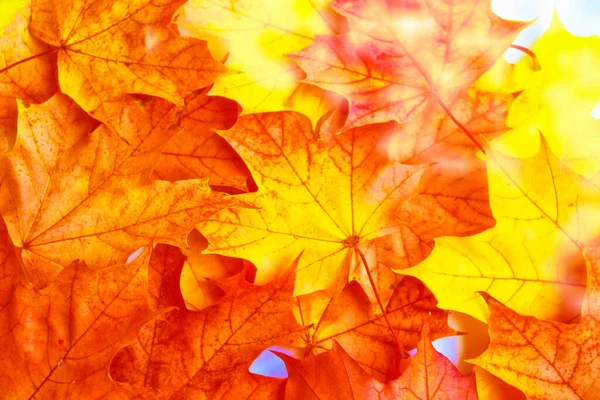 Herbst Hintergrund Mit Hellen Bunten Blättern Indischer Sommer Laub — Stockfoto