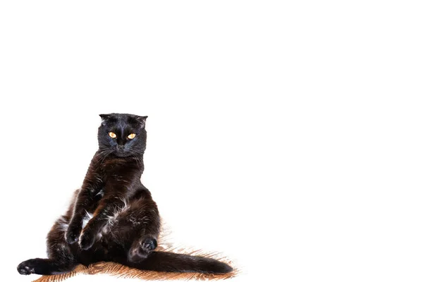 Fekete Aranyos Macska Egy Vicces Pózban Padlón Kisállat Fehér Alapon — Stock Fotó