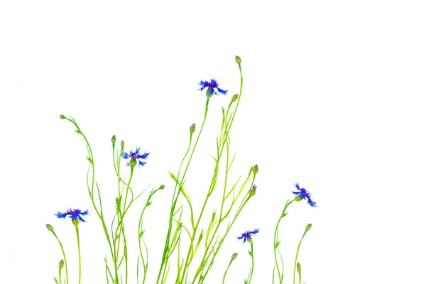 Wilde Blume Kornblume Isoliert Auf Weißem Hintergrund — Stockfoto