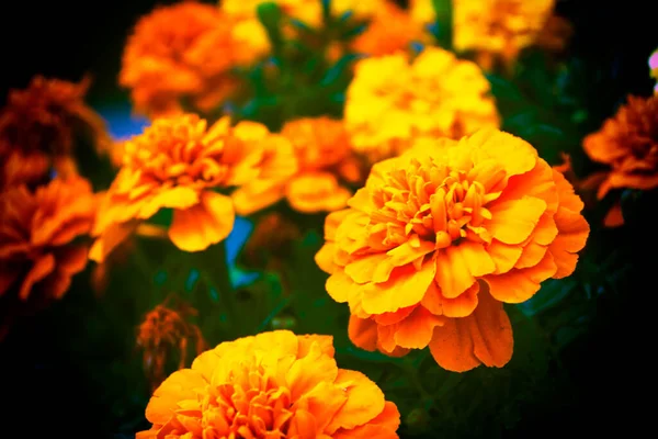 Flores Coloridas Brilhantes Calêndula Contra Fundo Paisagem Verão — Fotografia de Stock