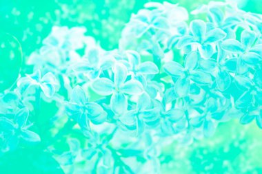 Doğal çiçekli bulanık arka plan. Bahar çiçeklerinin yumuşak filizi leylak.