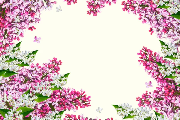 Wiosenne Kwiaty Liliowy Izolowane Białym Tle — Zdjęcie stockowe