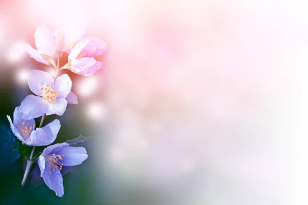 Weißer Jasmin Der Zweig Zarte Frühlingsblumen Natur — Stockfoto