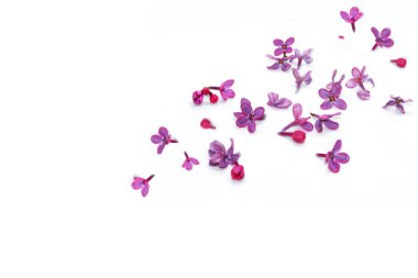 Beyaz arka planda yalıtılmış bahar çiçekleri. Doğa