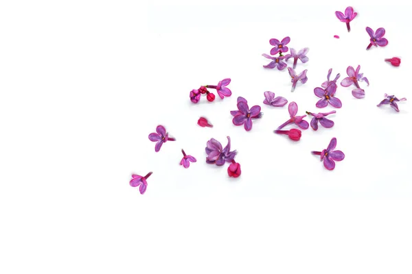 Flores Primavera Lila Aislado Sobre Fondo Blanco Naturaleza — Foto de Stock