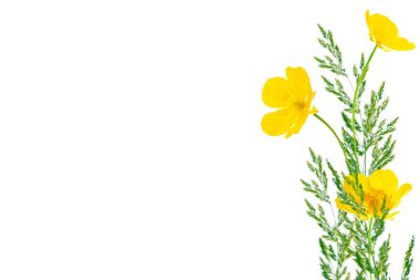 Beyaz arka planda izole edilmiş sarı kır çiçekleri çiçekleri. çiçek