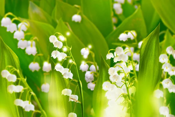 Voorjaarslandschap Bloemen Lelie Van Vallei Buiten — Stockfoto