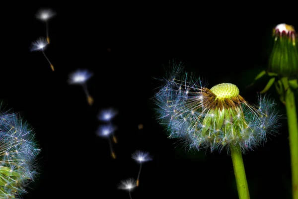 Пухнаста Квітка Кульбаби Ізольована Чорному Тлі Природа — стокове фото