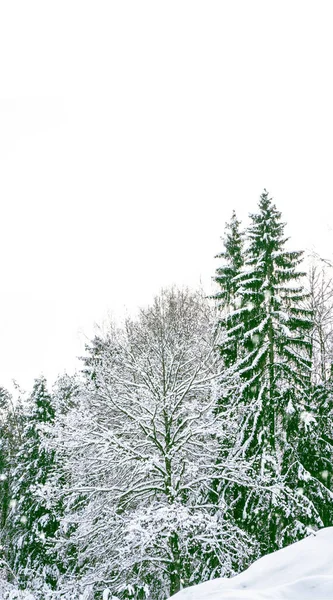Bosque Invierno Congelado Con Árboles Cubiertos Nieve Rama Pino Blanco — Foto de Stock