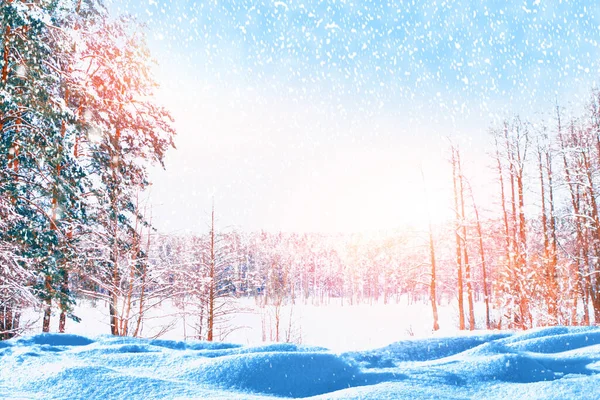 Vervagend Vallende Sneeuwvlokken Bevroren Winterbos Met Besneeuwde Bomen Buiten — Stockfoto