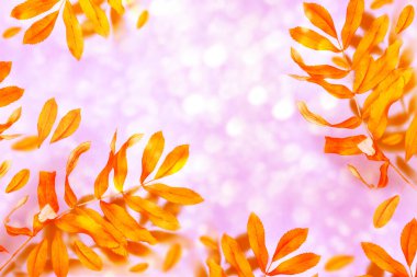 Sonbahar. parlak renkli yapraklar. Hint yazı. Yapraklar