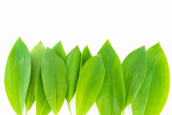 Taze Yeşil Yapraklar Beyaz Arka Planda Vadi Çiçeği Zambağı Doğa — Stok fotoğraf