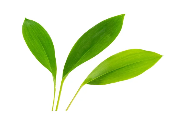 Taze Yeşil Yapraklar Beyaz Arka Planda Vadi Çiçeği Zambağı Doğa — Stok fotoğraf