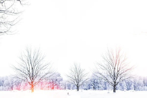 Κατεψυγμένα Χειμερινά Δάση Χιονισμένα Δέντρα Εξωτερική — Φωτογραφία Αρχείου