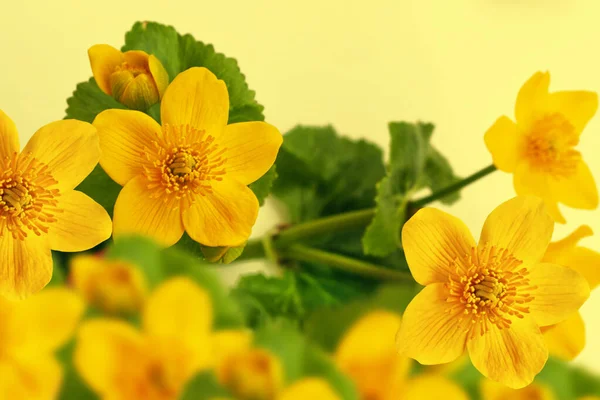 Paisaje Verano Flores Amarillas Caléndula Pantano Fondo Floral — Foto de Stock