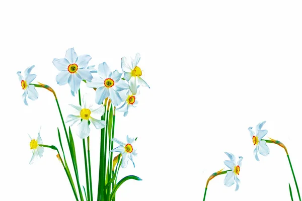 Flores Primavera Narciso Aislado Sobre Fondo Blanco Naturaleza —  Fotos de Stock