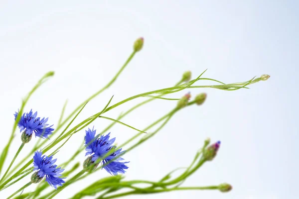 Jasny Kolorowy Kwiat Kukurydzy Knapweed Centaurea Zewnątrz Obrazy Stockowe bez tantiem