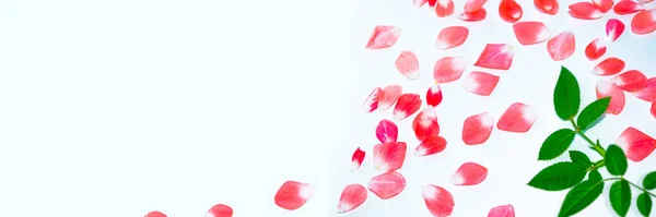 明亮的粉红色玫瑰花瓣 天然花卉背景 — 图库照片