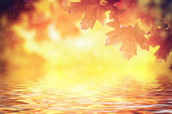 Herfst Landschap Met Felgekleurde Bladeren Indiase Zomer Buiten — Stockfoto