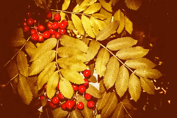Borůvky Sorbus Aucuparia Popílek Stromů Podzimní Krajina Pestrobarevným Listím Indické — Stock fotografie