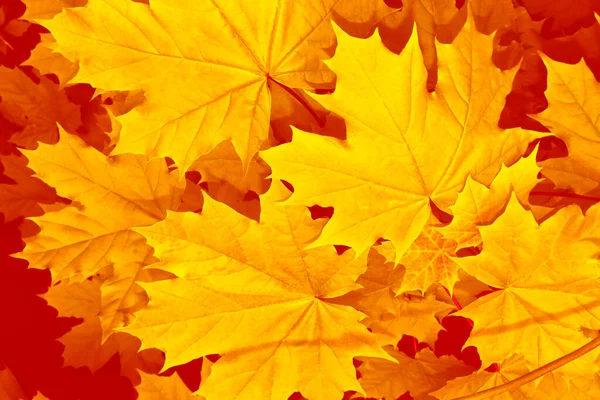 Σφενδάμι Φθινοπωρινό Τοπίο Έντονα Πολύχρωμα Φύλλα Ινδικό Καλοκαίρι Φυλλώματα — Φωτογραφία Αρχείου