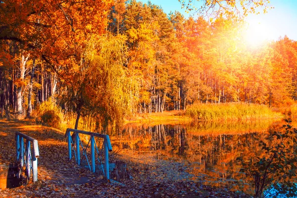 Herfst Landschap Bos Meer Heldere Kleurrijke Bladeren Indiase Zomer Gebladerte — Stockfoto