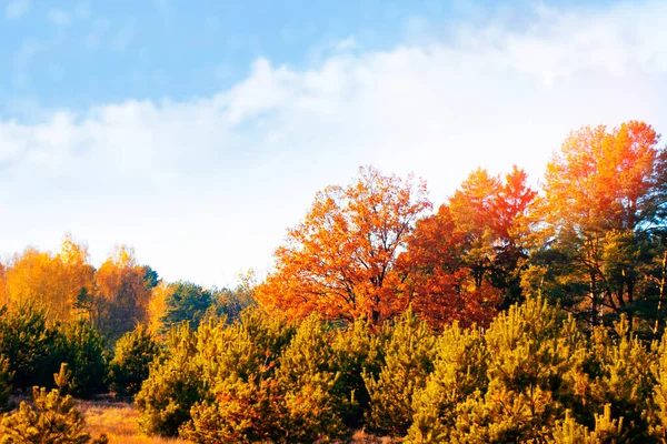 Automne Automne Feuilles Forêt Feuillage Coloré Été Indien — Photo