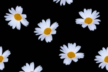 Siyah arka planda beyaz ve sarı çiçekli papatya familyasının aromatik Avrupa bitkisi. Yabani çiçekler papatya çayı
