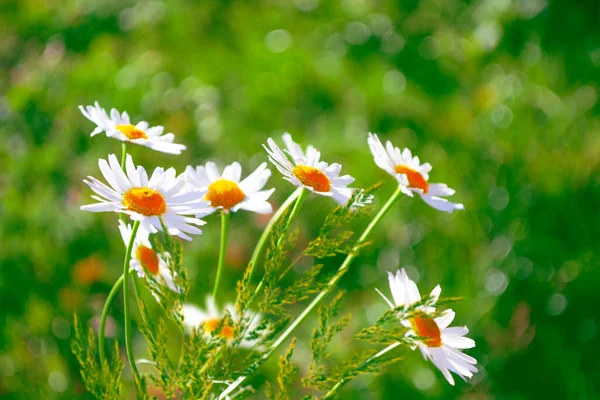 Wazig Witte Heldere Madeliefjes Bloemen Een Achtergrond Van Het Zomerlandschap — Stockfoto