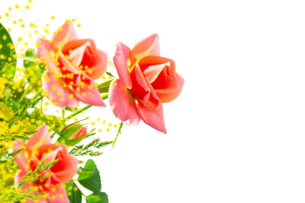 Rosas Flores Sobre Fondo Blanco Acacia Con Delicadas Hojas Parecidas — Foto de Stock