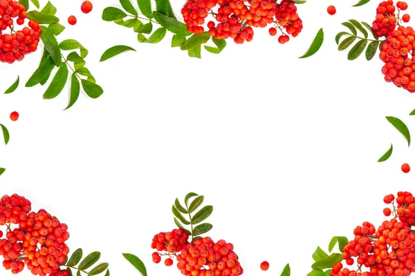 Bunches Red Rowan Berry White Background — Stok Foto