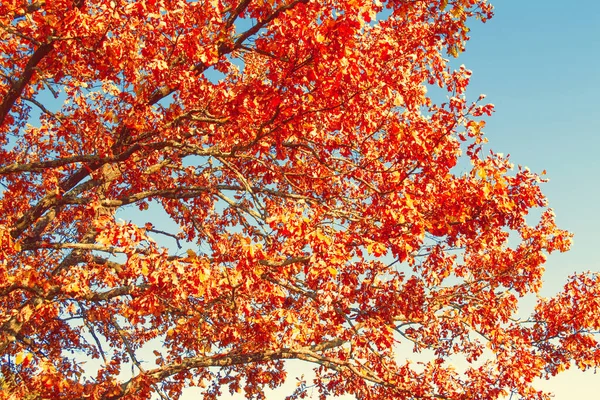 Carvalho Paisagem Outono Com Folhas Coloridas Brilhantes Verão Indiano Folhagem — Fotografia de Stock