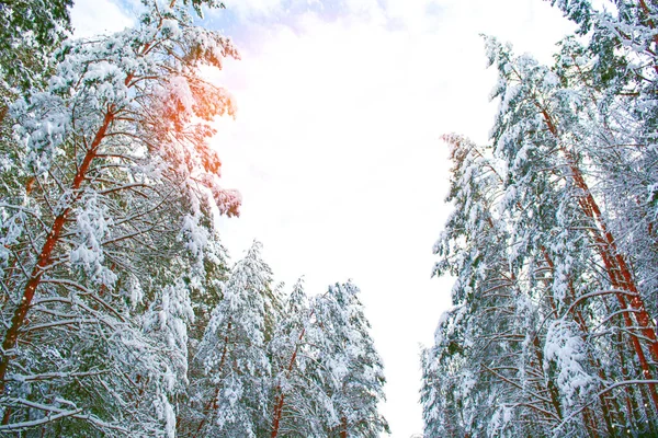 Floresta Inverno Congelada Com Árvores Cobertas Neve Exterior — Fotografia de Stock