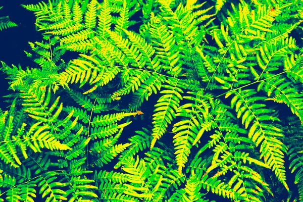 Літній Пейзаж Листям Натуральний Квітковий Фон Папороть Лісі — стокове фото
