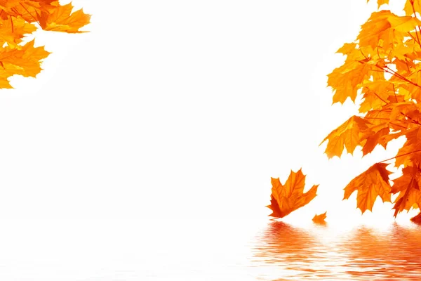 Helles Herbst Ahornblatt Auf Weißem Hintergrund — Stockfoto