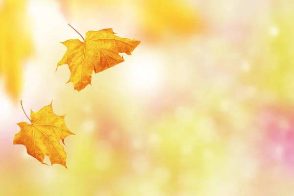 Esdoorn Herfst Landschap Met Felgekleurde Bladeren Indiase Zomer Gebladerte — Stockfoto