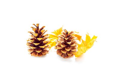 Beyaz arka planda parlak ve renkli sonbahar yaprakları. Çam kozalakları ve yapraklar