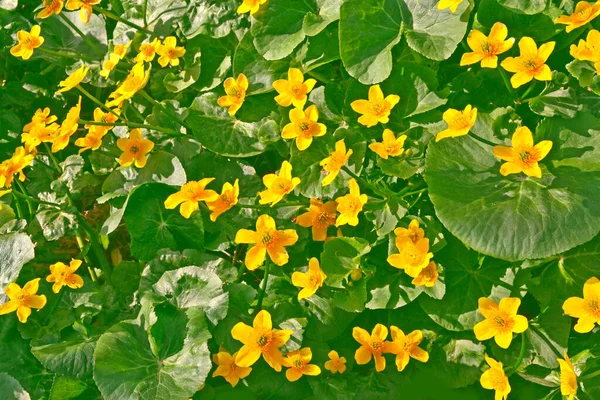 Летний Пейзаж Желтые Цветы Болотной Мэриголд Цветочный Фон — стоковое фото