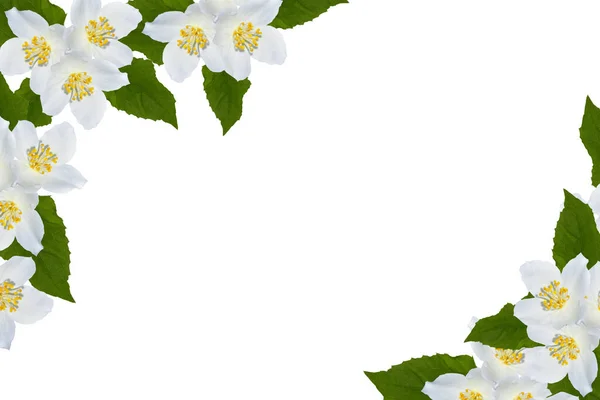 Tak Van Jasmijnbloemen Geïsoleerd Witte Achtergrond Mooie Bloeiende Plant — Stockfoto