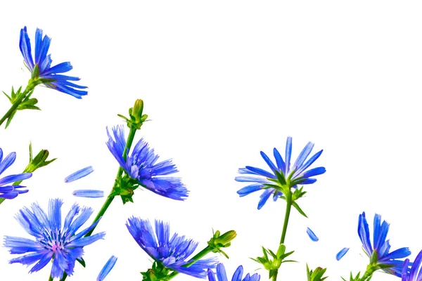 Blüten Des Gewöhnlichen Chicorée Cichorium Intybus Weißen Hintergrund Natur Stockbild