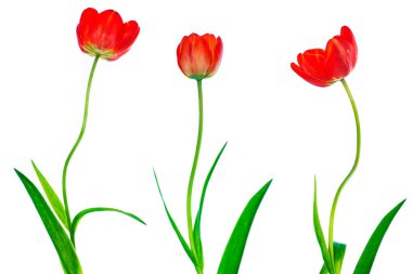 bahar çiçekleri beyaz arkaplanda izole laleler. 