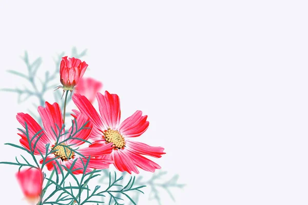 Φωτεινά Πολύχρωμα Λουλούδια Του Σύμπαντος Απομονωμένα Λευκό Φόντο Φύση — Φωτογραφία Αρχείου