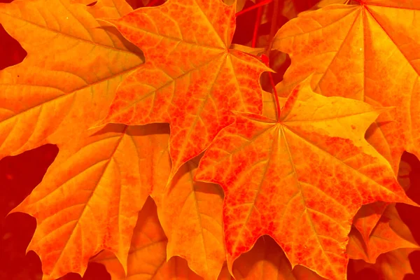 Herfst Landschap Met Felgekleurde Bladeren Indiase Zomer Gebladerte — Stockfoto