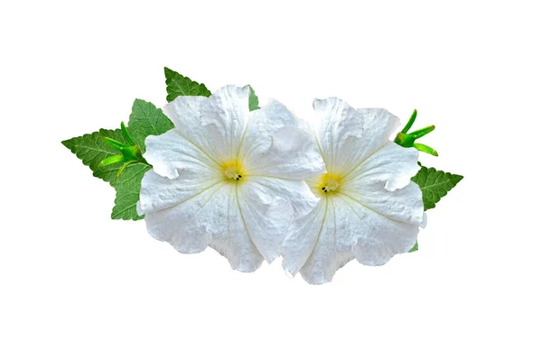 Flores Isoladas Sobre Fundo Branco Planta Fresca Gênero Ipomoea Família — Fotografia de Stock