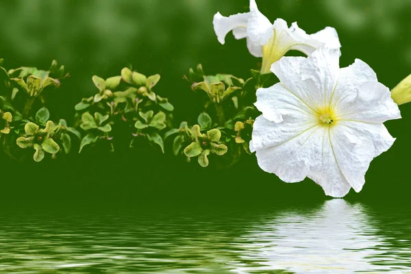 Flowers Background Summer Landscape Wildflowers Outdoors Morning Glory — Stock Photo, Image