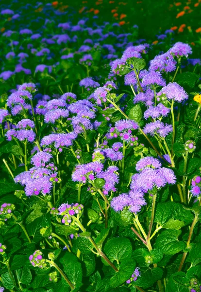 Bunte Helle Blüten Ageratum Houstonianum Garten — Stockfoto