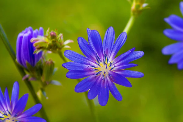 Yaz Manzarasının Arka Planında Parlak Hindiba Çiçekleri Cichorium Ntybus — Stok fotoğraf