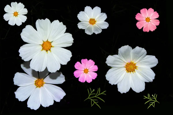 Brilhante Flores Cosmos Coloridas Isoladas Fundo Preto Natureza — Fotografia de Stock