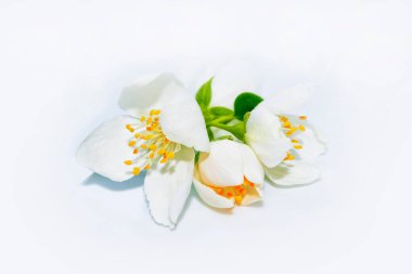 Yasemin çiçeklerinin beyaz arka planda izole edilmiş dalları. Güzel çiçekli bitki.