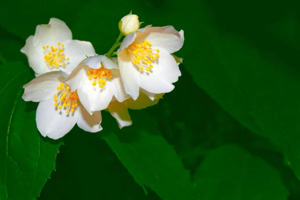Jazmín Blanco Rama Delicadas Flores Primavera Naturaleza — Foto de Stock